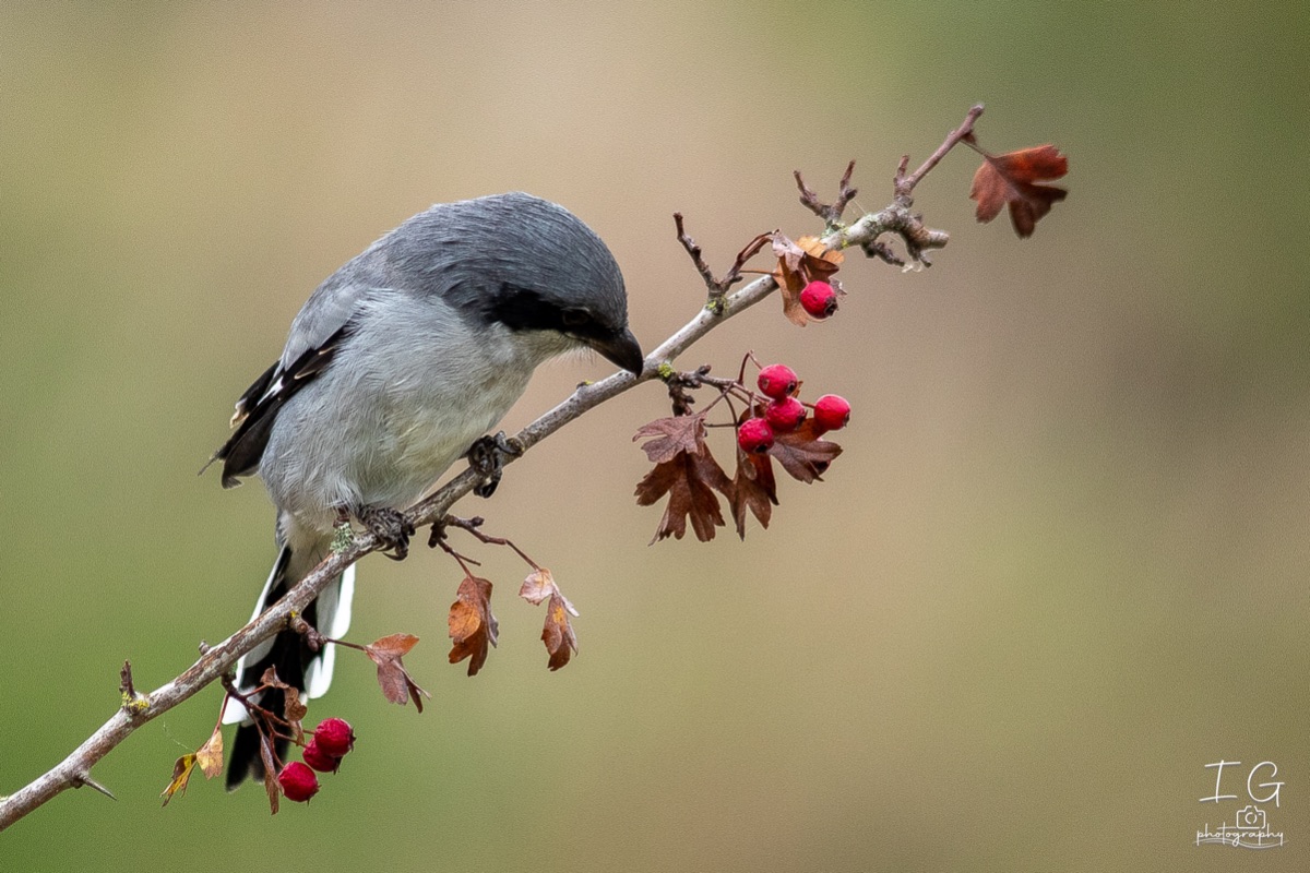 AK6I2009 31 oktober 2021 1547 16